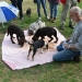 GemeinsamfressenistfürHundekindernichtselbstverständlich.