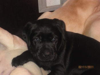 Ein schwarzes Hundebaby aus dem "V-Wurf"