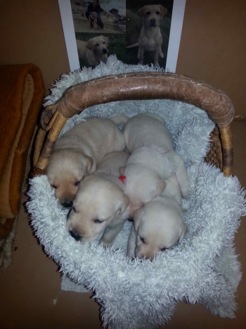 19.01.2015 heute genau 3 Wochen alt. Die Jungs.