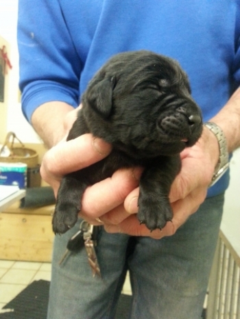 Schwarzer Labradorwelpe 1 Woche alt.