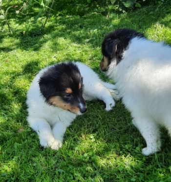 Rüdchen