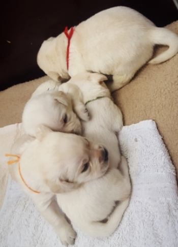 gelbe Jungs, 03.04.2019