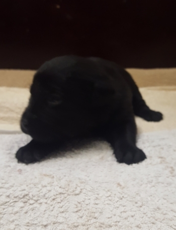 schwarzer Bub, 03.04.2019