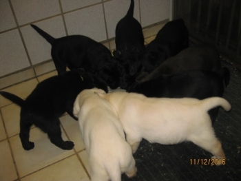 Alle Hundekinder bei der Abendmahlzeit. 11.12.16