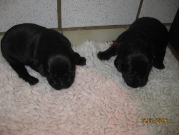 2 schwarze Mädchen, 16.11.16 (eine vergeben, eine frei)