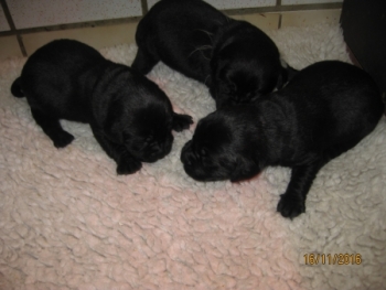 3 schwarze Bübchen, (einer vergeben, zwei frei) 16.11.16