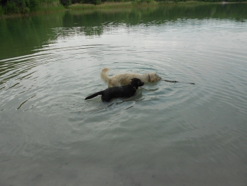 Iden beim Wasserspiel
