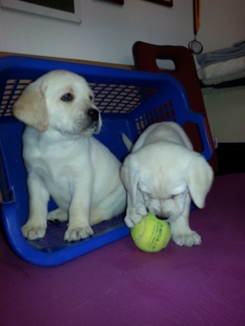2 gelbe Hundekinderhen, (vergeben)