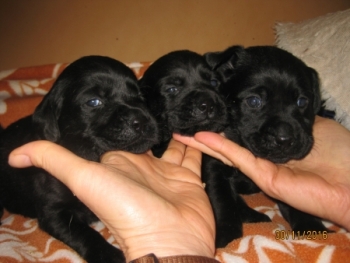3 schwarze Bübchen, (einer vergeben, zwei frei) 30.11.2016