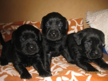 3 schwarze Bübchen, (einer vergeben, zwei frei) 30.11.2016