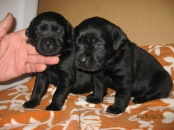2 schwarze Mädchen, 30.11.16 (eine vergeben, eine frei)