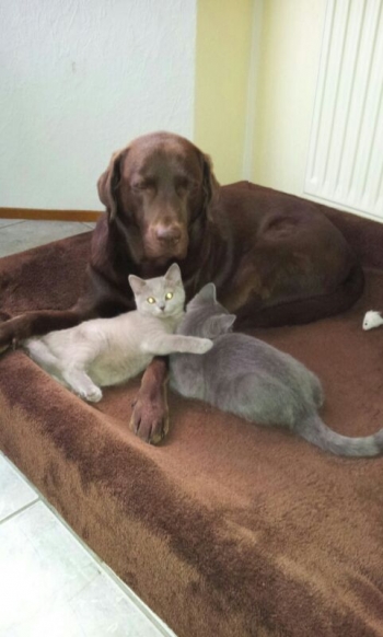 Aaron der Katzenflüsterer.