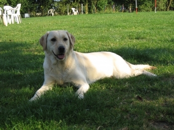 Großmutter Klara, heute 13,5 Jahre alt und fit.