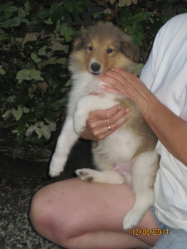 Sable Rüdchen 2, noch auf Familiensuche ab 22.08.14
