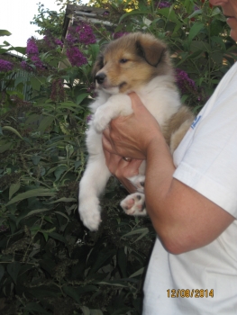 Sable Rüdchen 1, noch auf Familiensuche ab 22.08.14