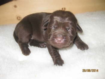 Der einzige braune Labrador im Wurf; eine kleine Hündin.