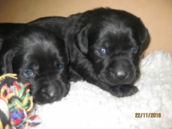 2 schwarze Mädchen, 22.11.16 (eine vergeben, eine frei)