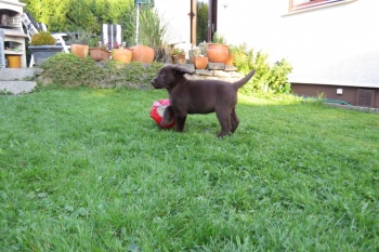 Leopold mit 8,5 Wochen