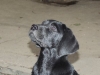 Labradorwelpe Carlos sucht eine Familie