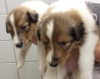  Colliewelpe, gut 3 Wochen alt. 2 sable Buben