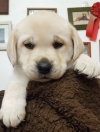 Herrenloses Rüdchen, gut 5 Wochen alt.