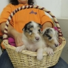 Die 2 blue merle Bübchen 