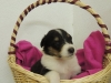 Der tricolourfarbene Bub