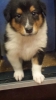 Tricolour Hündin, Colliewelpe, gut 4 Wochen alt.