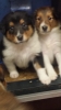 2 Colliewelpen, Mädels einmal sable einmal tricolour. Gut 4 Wochen alt.