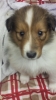 Colliewelpe, Rüde sable. Gut 4 Wochen alt.