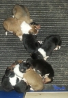 Colliewelpen mit 5 Tagen. 