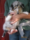 Blue merle Hündin (reserviert)