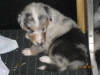 Blue Merle.