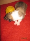Sable Rüde