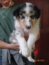 Blue merle Rüdchen (frei)